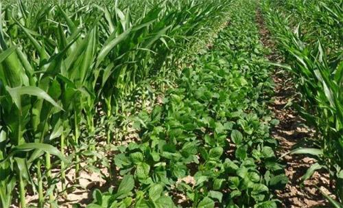 大豆玉米带状复合种植模式下除草剂使用和病害预防